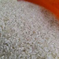 نیم دانه شمال