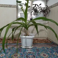 گل و گیاه