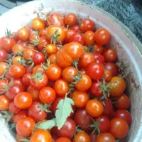 گوجه ریز محلی