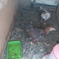جوجه محلی