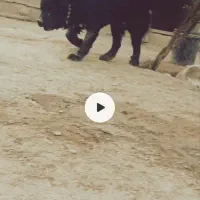 سگ نرقدرجونی اصیل