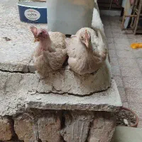 خروس مغلف