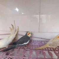عروس هلندی