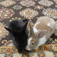یه جفت خرگوش نر و ماده که از بچگی باهم بزرگ شدن