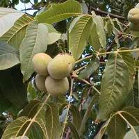 گردو لرستان درجه1