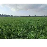 یونجه یا بیده خشک