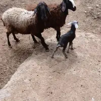 میش بره دار