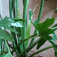 3عدد گل برگ انجیری ستون فقرات شیطان و شلف