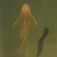 پوزه بوته ای بلو ایز.کت .لجن خوار. ماده