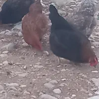 تخم مرغ محلی تازه