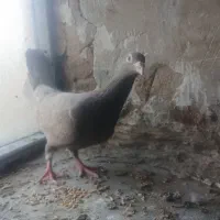 کفتر نامبر درجه یک