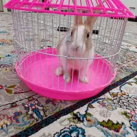 خرگوش