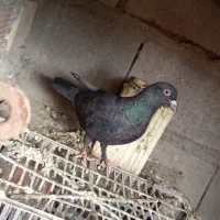 زاغ بازیکن