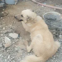 سگ نگهبان