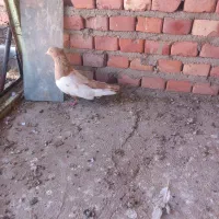چندعددکبوترفروشی