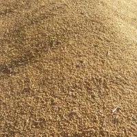 گندم آبی تمیز جهت نان