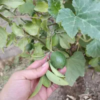 فروش زمین دشت اکبر