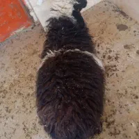 یک بره نر چاق و چله+ ۳ تا کهره نر