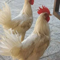 خروس