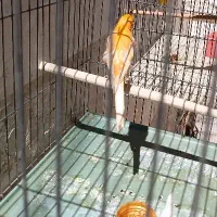 قناری پرتقالی ماده