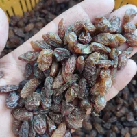 کشمش آفتابی کاشمر