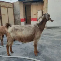 بز کهره دار