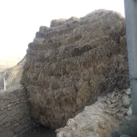 علف