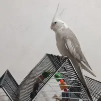 یک عروس هلندی سرحال ماده