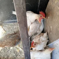 مرغ خروس