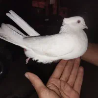 کفتر