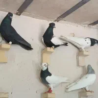 دسته رنگی و دورگ جوان دوری  خو اهم خری دارم