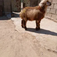 ۲عدد بره نر چاق مناسب نزری دونه ای ۲۰تومن