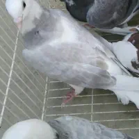 شازده سور الماسی کلایی