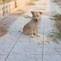 سگ ماده
