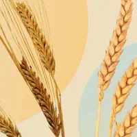 فروش گندم و جو