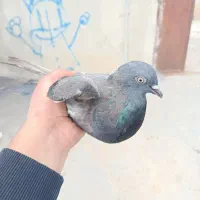 کبوتر|پرنده|کیار, |دیوار