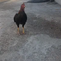 خروس لاری