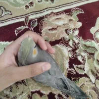 عروس هلندی سن ۶ ماه