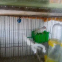 فنچ|پرنده|دماوند, گیلاوند|دیوار