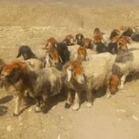 باسلام  فروش 50راس میش داشتی بختیاری