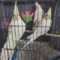 عروس هلندی