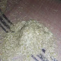 کاه کوبیده دارم داخل زمین آماده