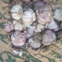 سیر|عمده‌فروشی|کرمان, |دیوار