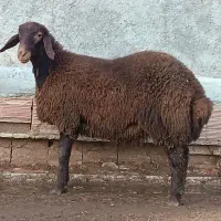فروش گوسفندوقربانی وسرلاخی گوسفندبرای حاجی‌ها