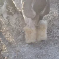 بره قوچ