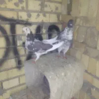 ۴ جفت کبوتر فروشی