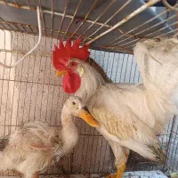 خروس سفید و اردک