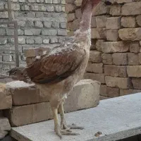 مرغ لاری
