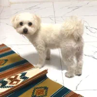 پت ماده