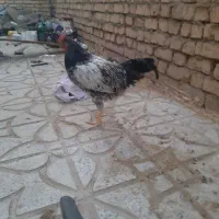 خروس جوان ۶ماهه